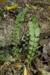 Asplenium flabellifolium. Mature pinnate frond with flabellate pinnae.
 Image: L.R. Perrie © Te Papa CC BY-NC 3.0 NZ